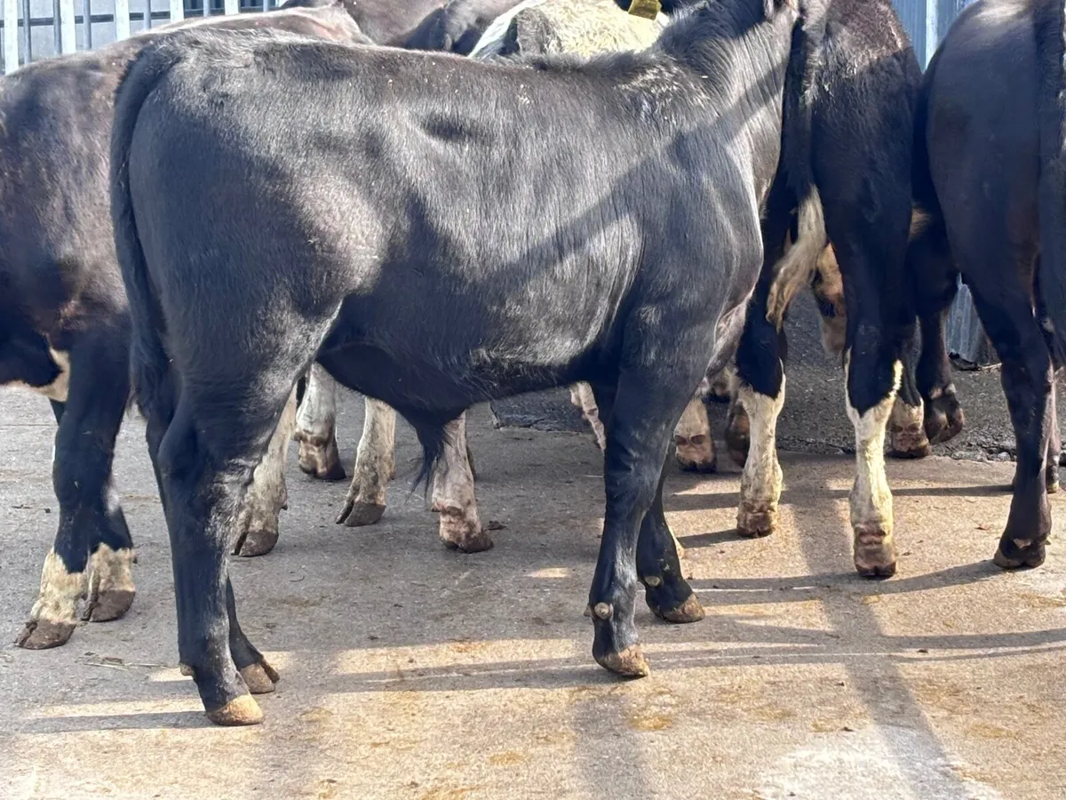 7 top quality bull Weanlings for sale - Image 4
