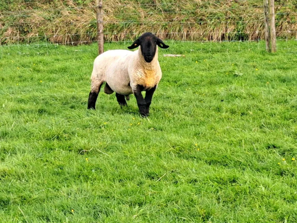 PBR Suffolk hogget ram - Image 4