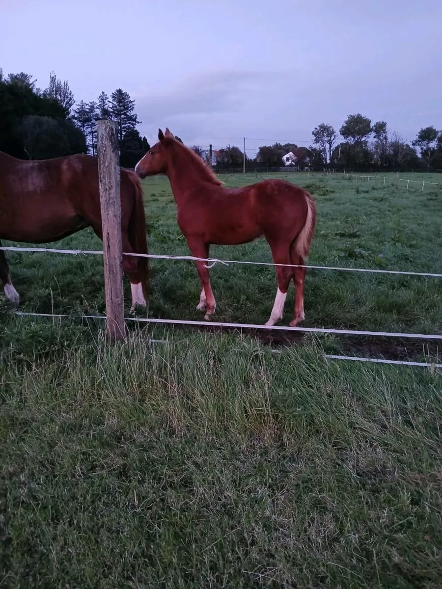 Irish draught filly foal - Image 2