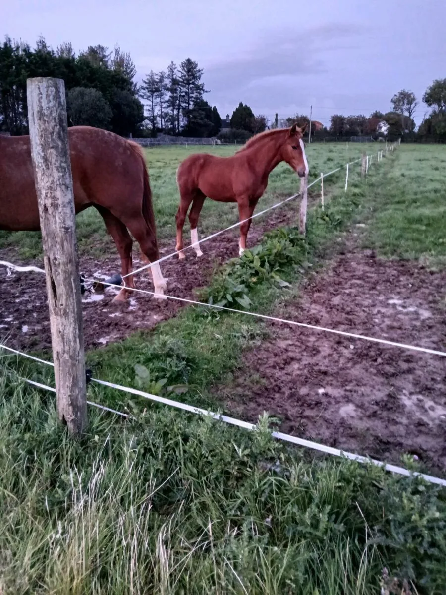 Irish draught filly foal - Image 4