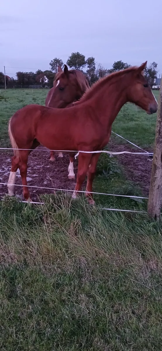 Irish draught filly foal - Image 1