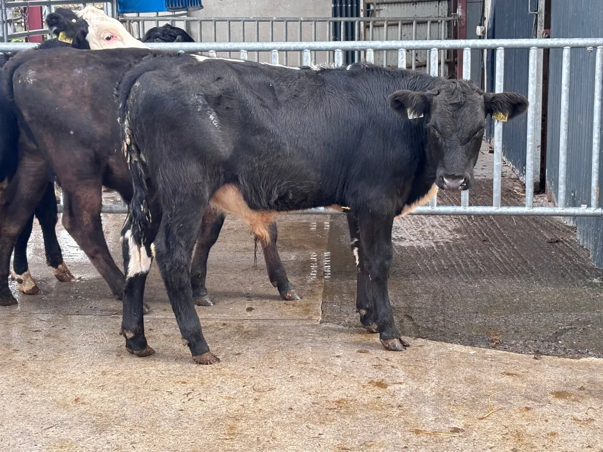 4 top quality bucket reared Weanlings for sale - Image 2