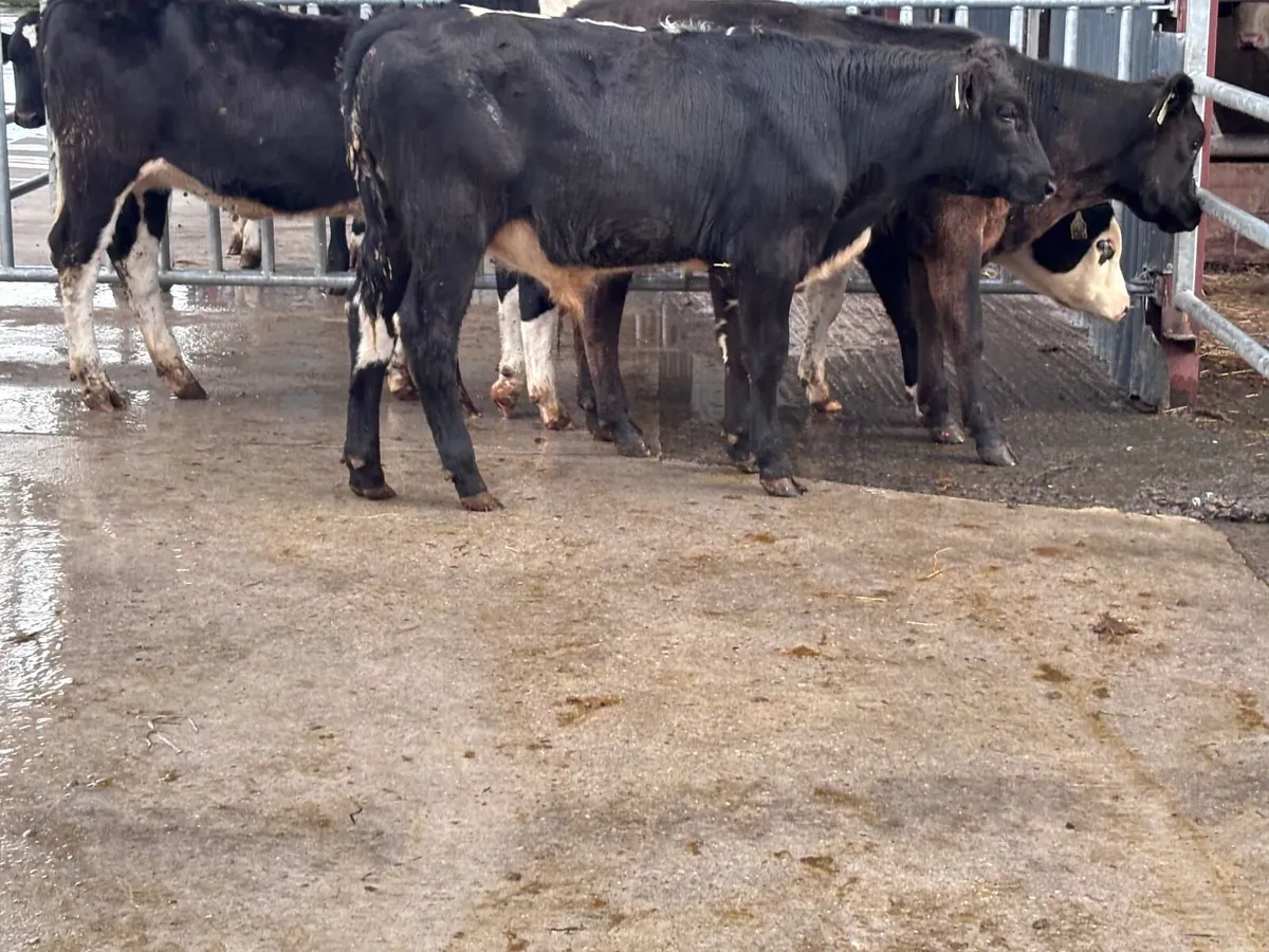 4 top quality bucket reared Weanlings for sale - Image 4