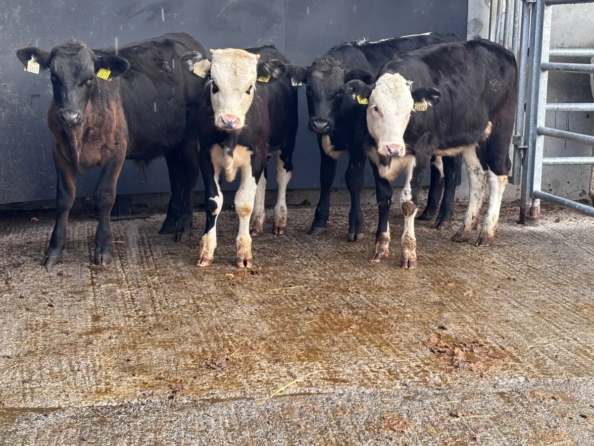 4 top quality bucket reared Weanlings for sale - Image 1