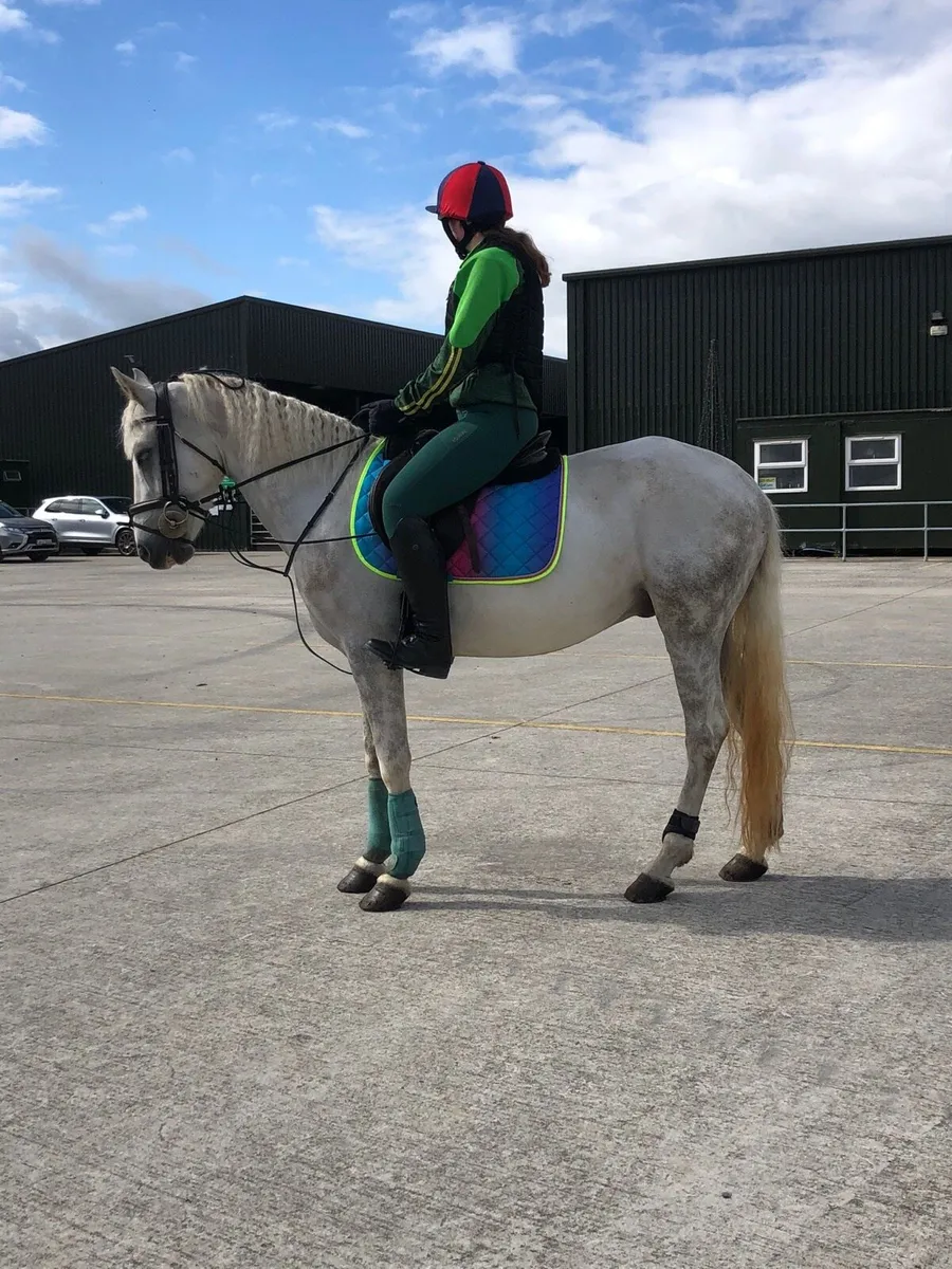 148 Ponies for sale - Image 3