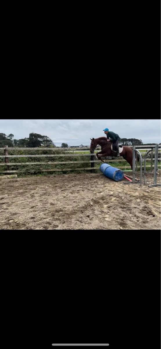 4 year old mare 15.1 - Image 3
