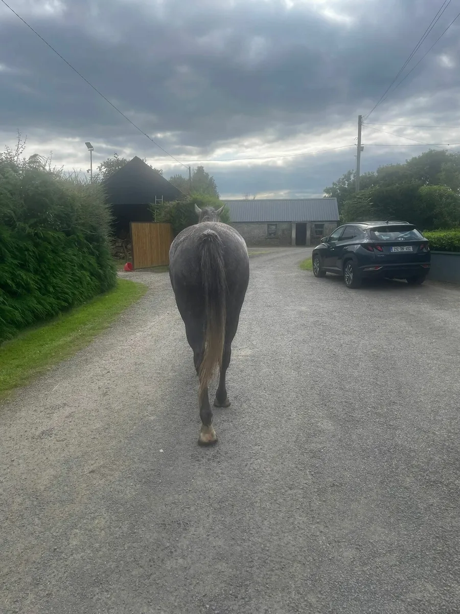 4yr old gelding - Image 2