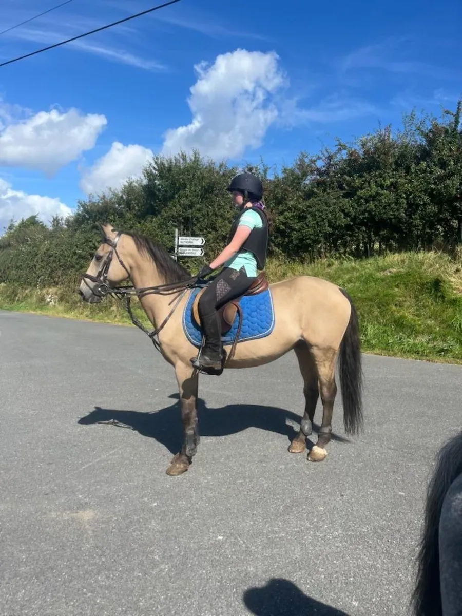 148 Ponies for sale - Image 1