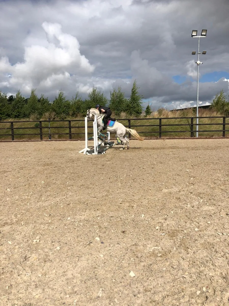 148 Ponies for sale - Image 2