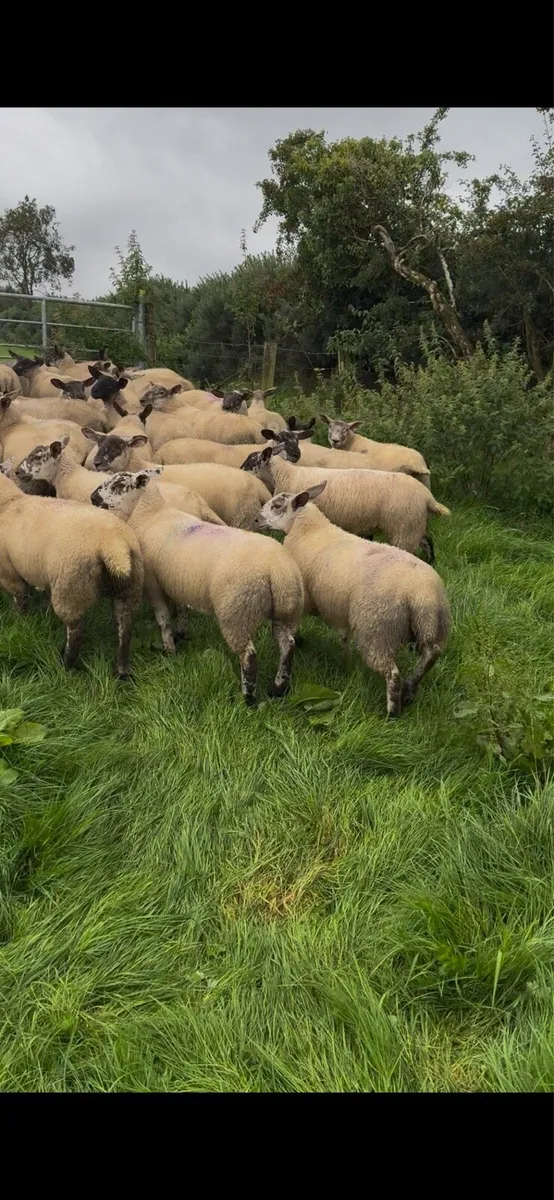 Suftex ewe lambs - Image 1