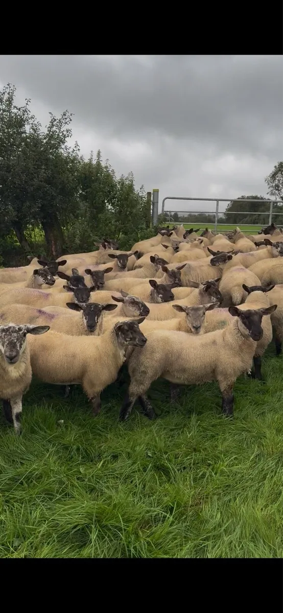 Suftex ewe lambs - Image 2