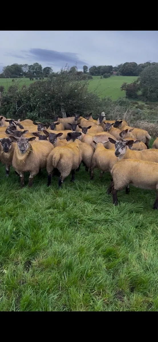 Suftex ewe lambs - Image 3