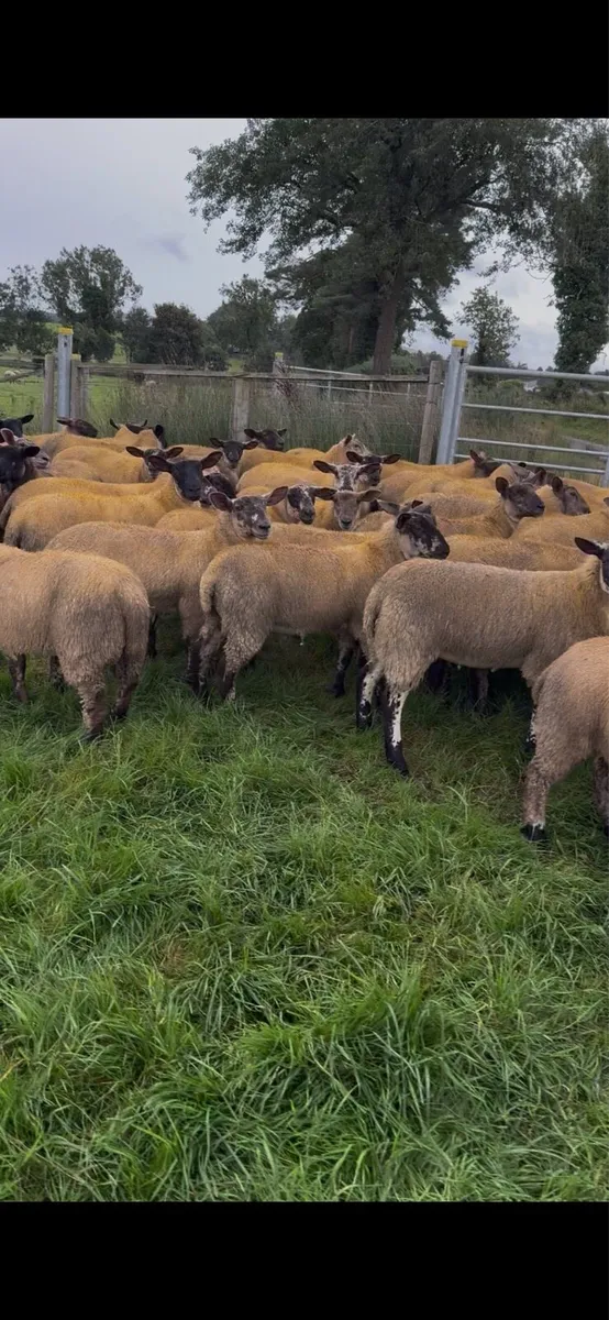 Suftex ewe lambs - Image 4