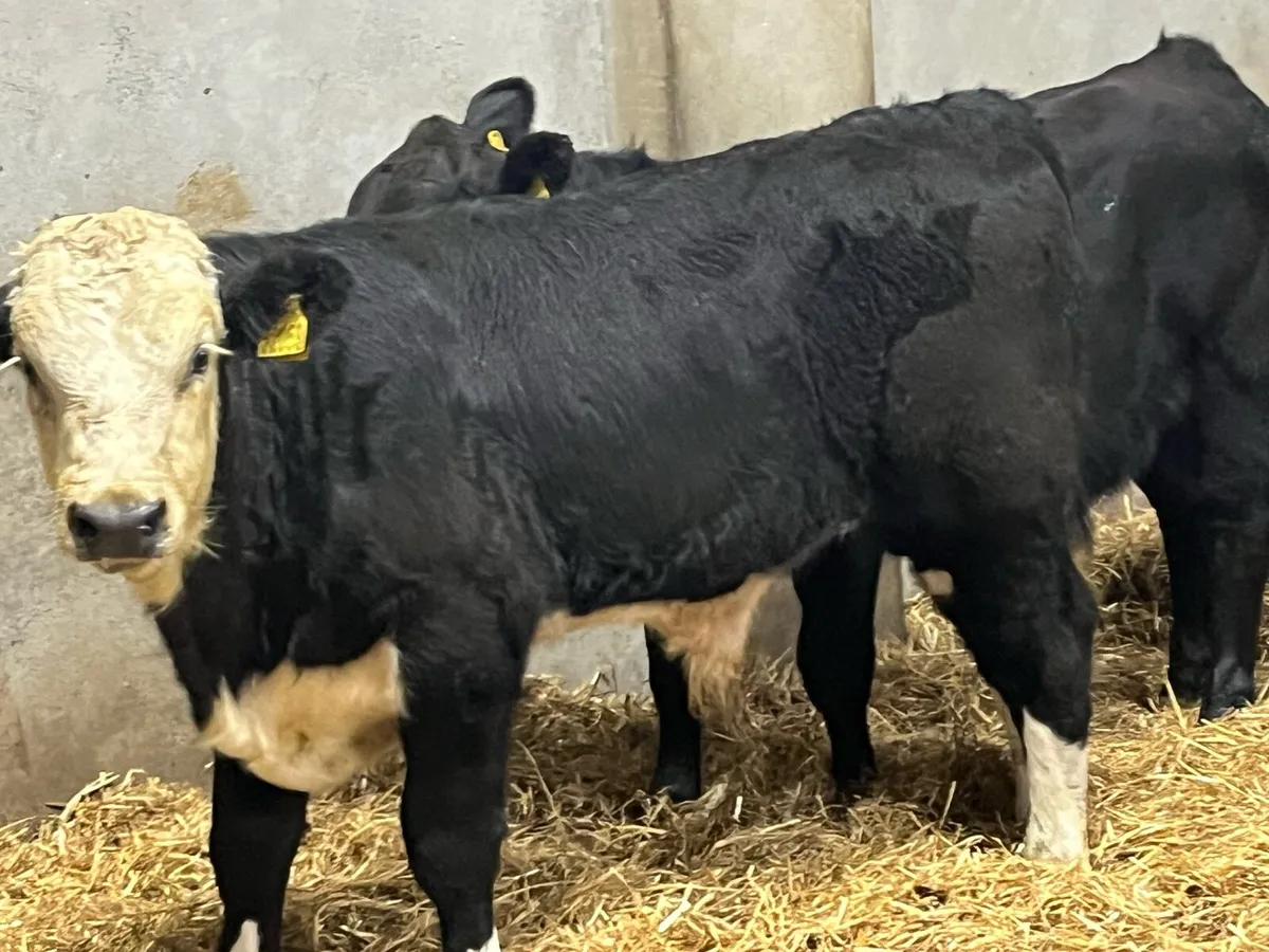 Super 280Kg HEX & AAX Bull Weanlings - Image 1