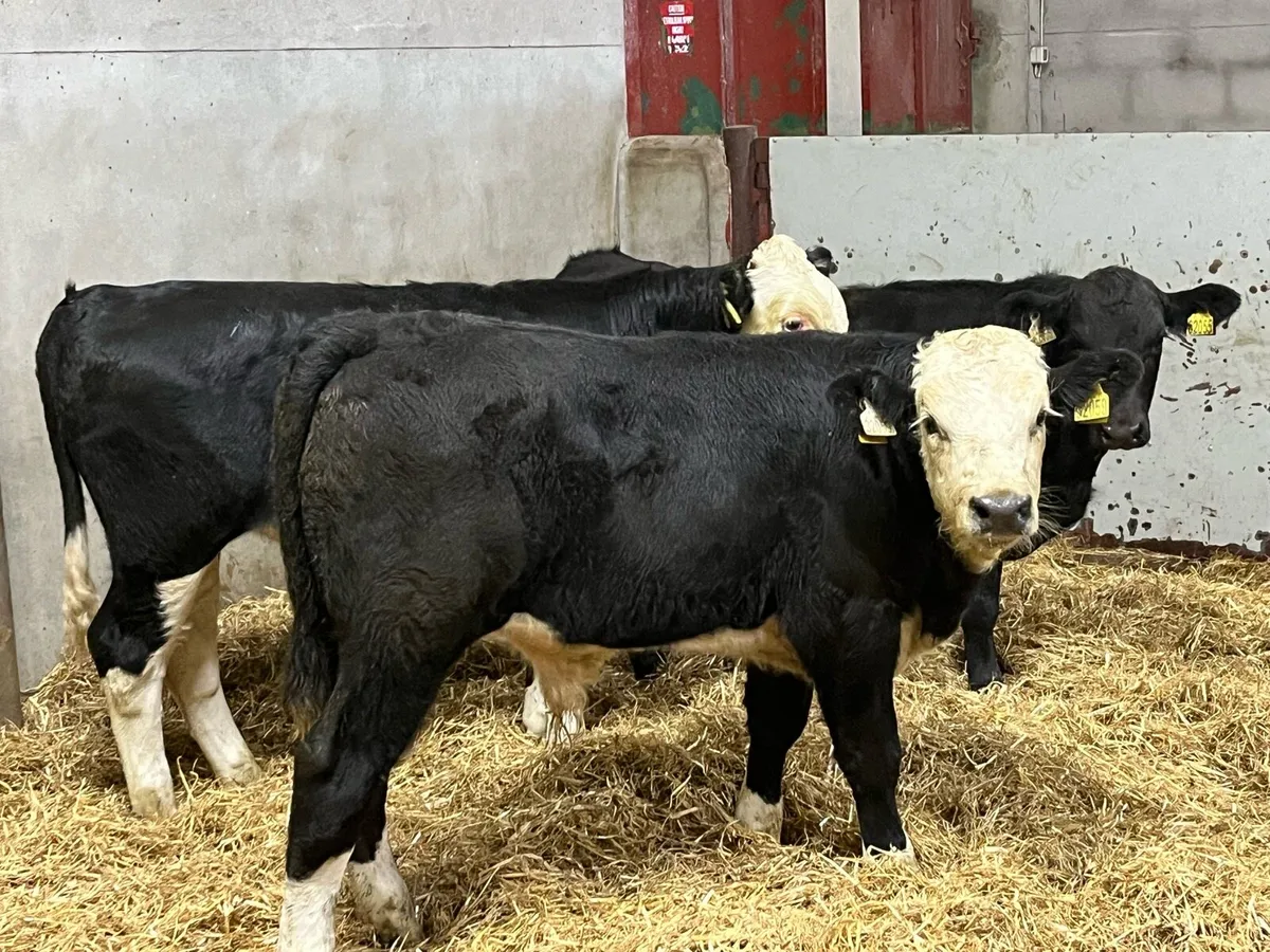 Super 280Kg HEX & AAX Bull Weanlings - Image 2