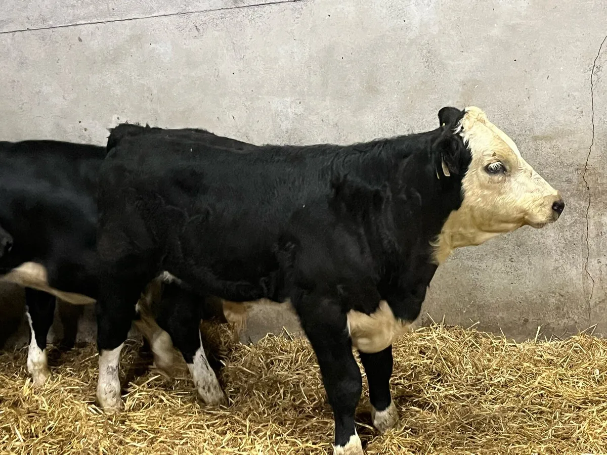 Super 280Kg HEX & AAX Bull Weanlings - Image 3