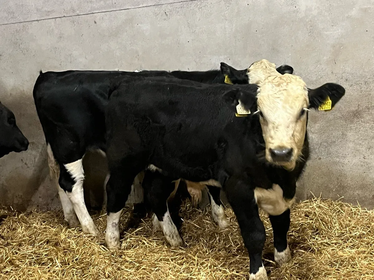 Super 280Kg HEX & AAX Bull Weanlings - Image 4