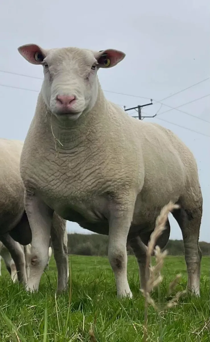 Berrichon Pedigree Shearling Rams - Image 1