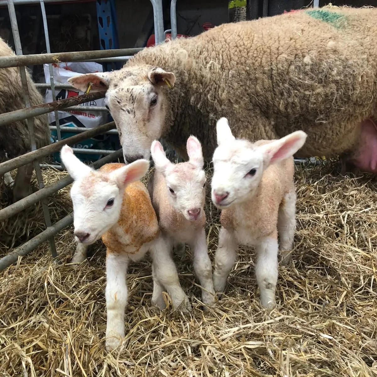 Berrichon Pedigree Shearling Rams - Image 2