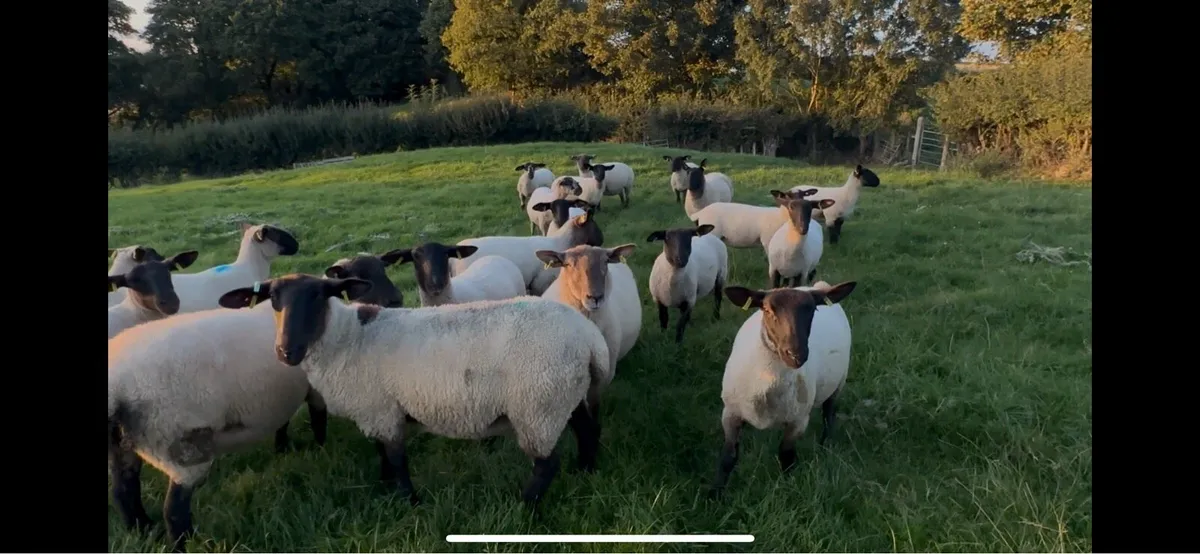 Selection of Suffolk Cheviot & Suffolk mule ewes - Image 1