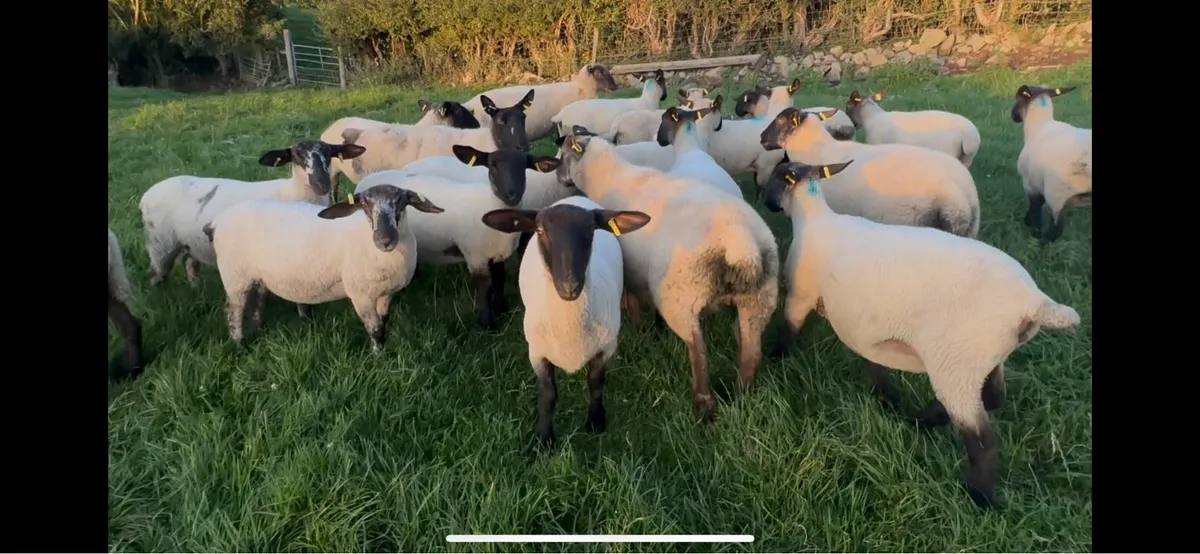 Selection of Suffolk Cheviot & Suffolk mule ewes - Image 2