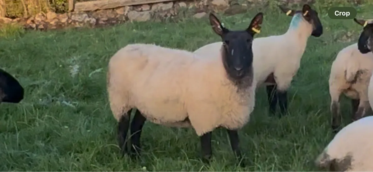 Selection of Suffolk Cheviot & Suffolk mule ewes - Image 3