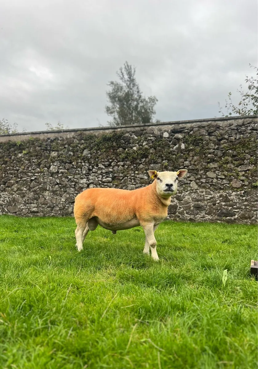 Sheep - Image 1