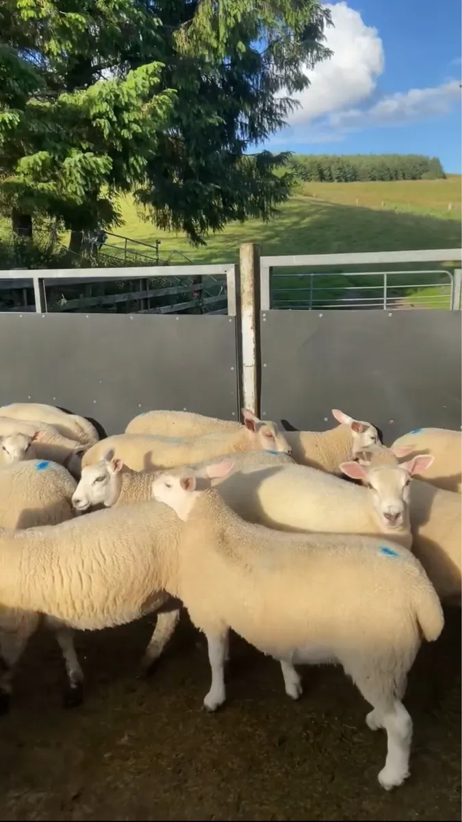 Berrichon Pedigree Shearling Rams - Image 3