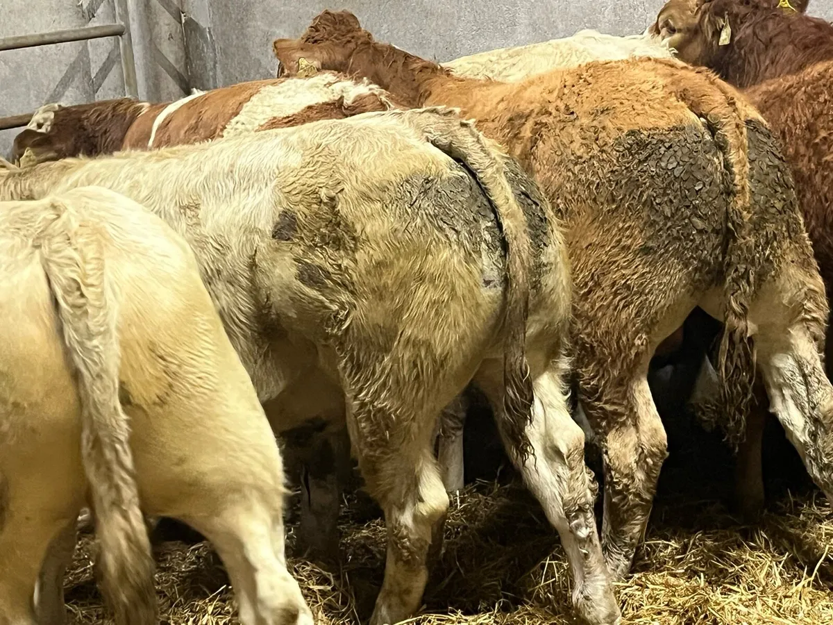 Super 340Kg Charolais & Limousin Bull Weanlings - Image 1