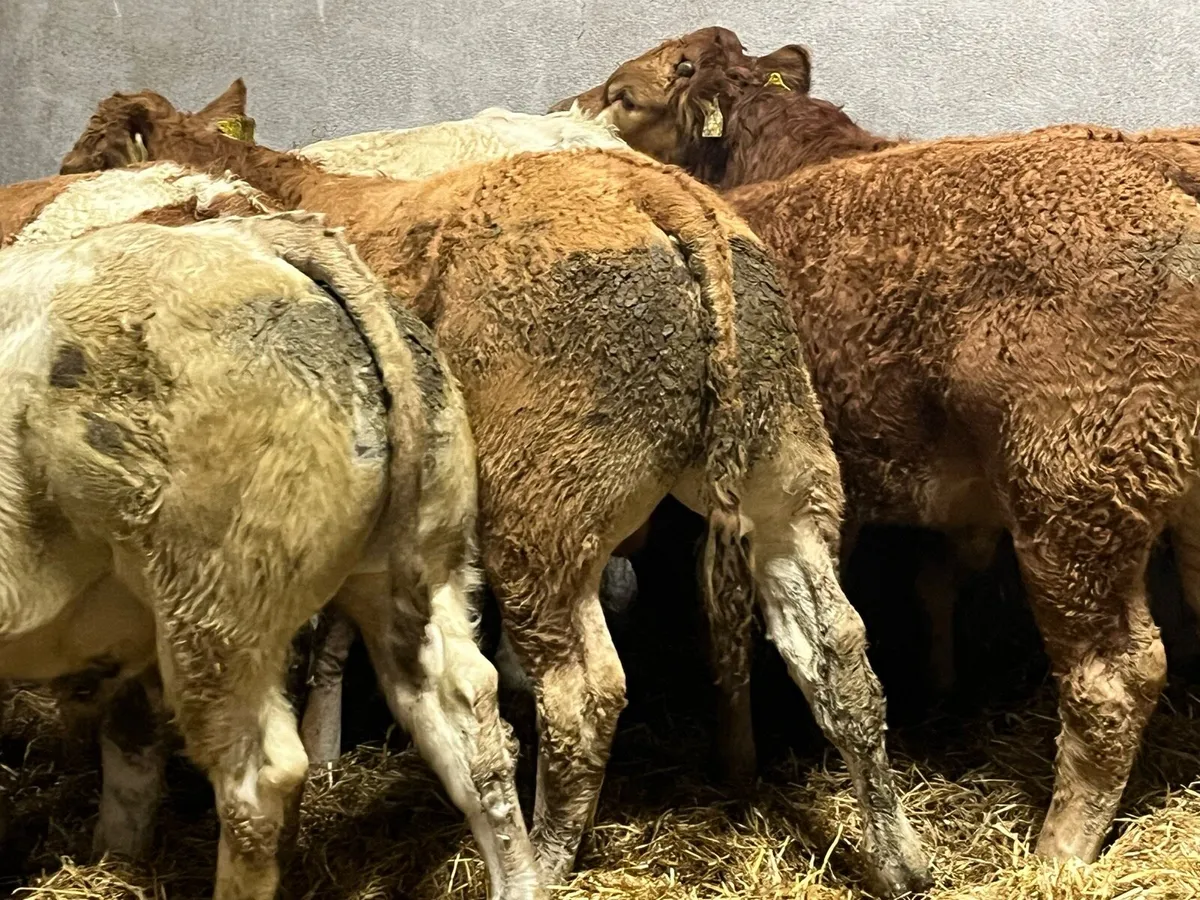 Super 340Kg Charolais & Limousin Bull Weanlings - Image 2