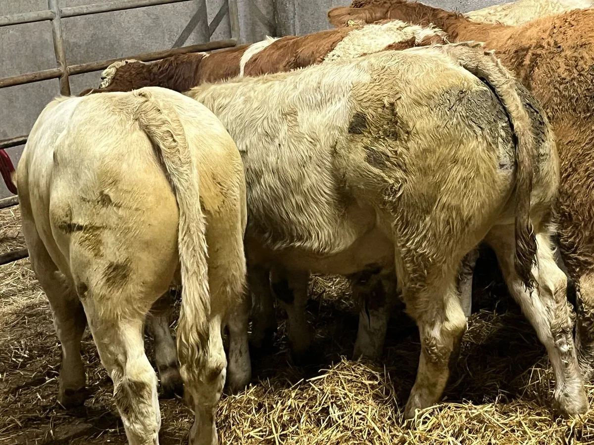 Super 340Kg Charolais & Limousin Bull Weanlings - Image 3