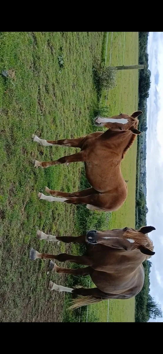 Registered Irish draught filly foal - Image 3