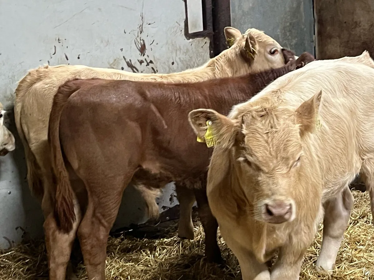 Super U Grade Suckler Bred Bull Runners - Image 1