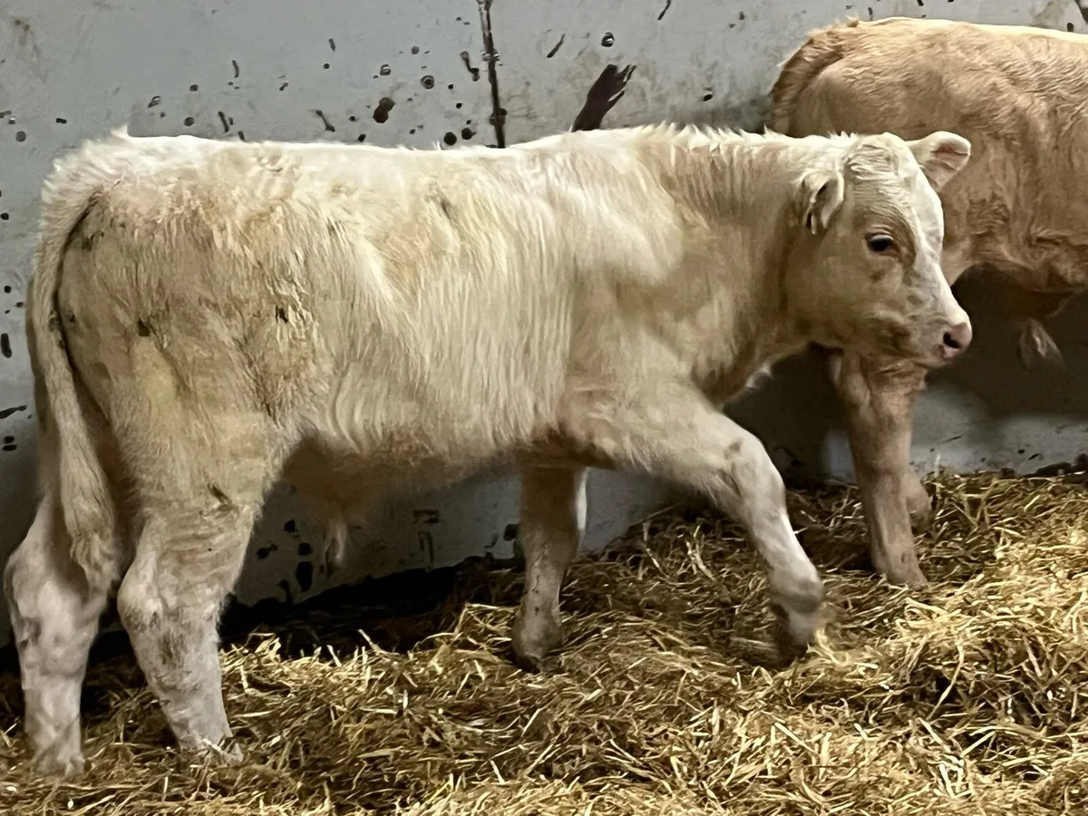 Super U Grade Suckler Bred Bull Runners - Image 2