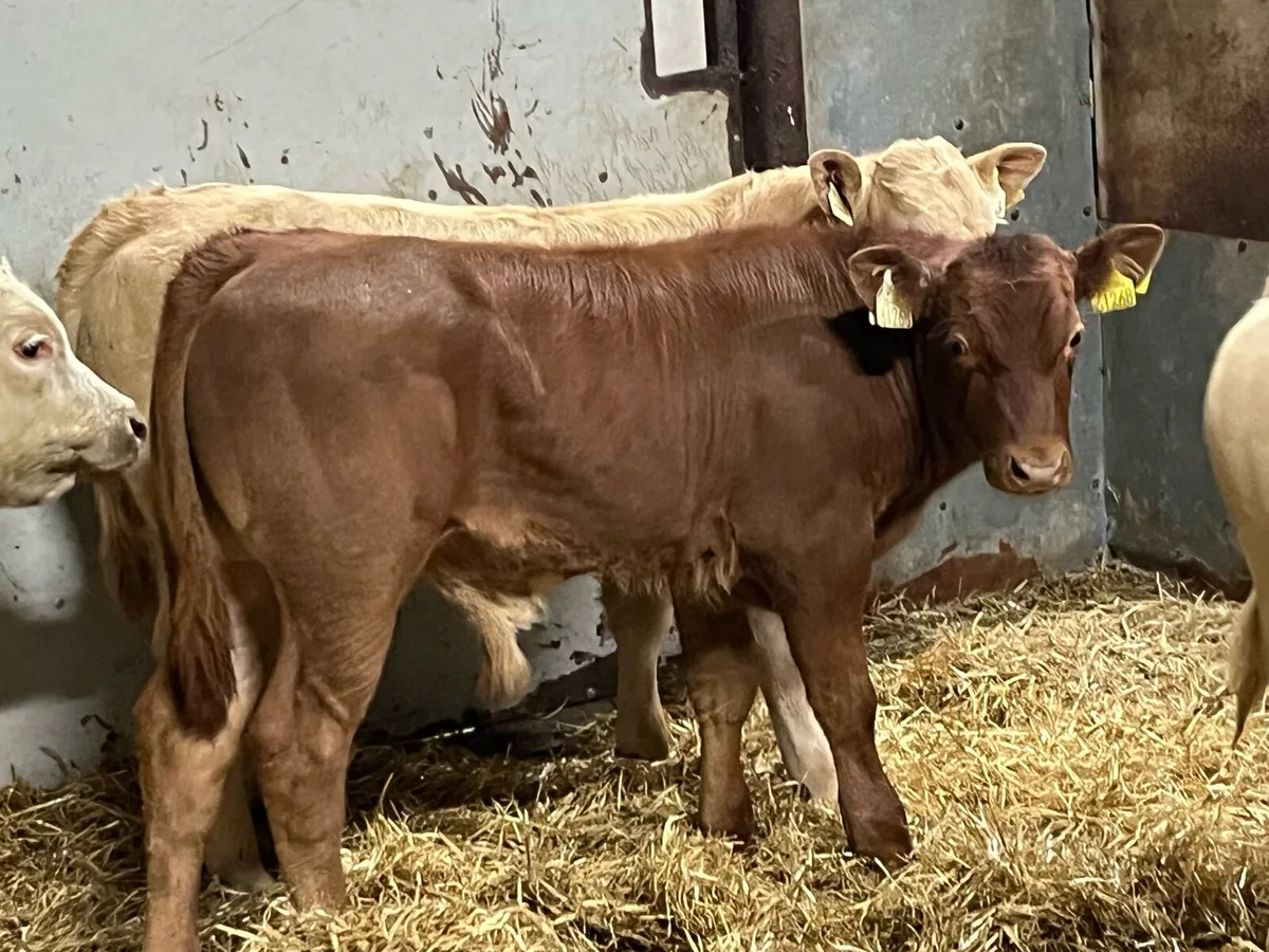 Super U Grade Suckler Bred Bull Runners - Image 3