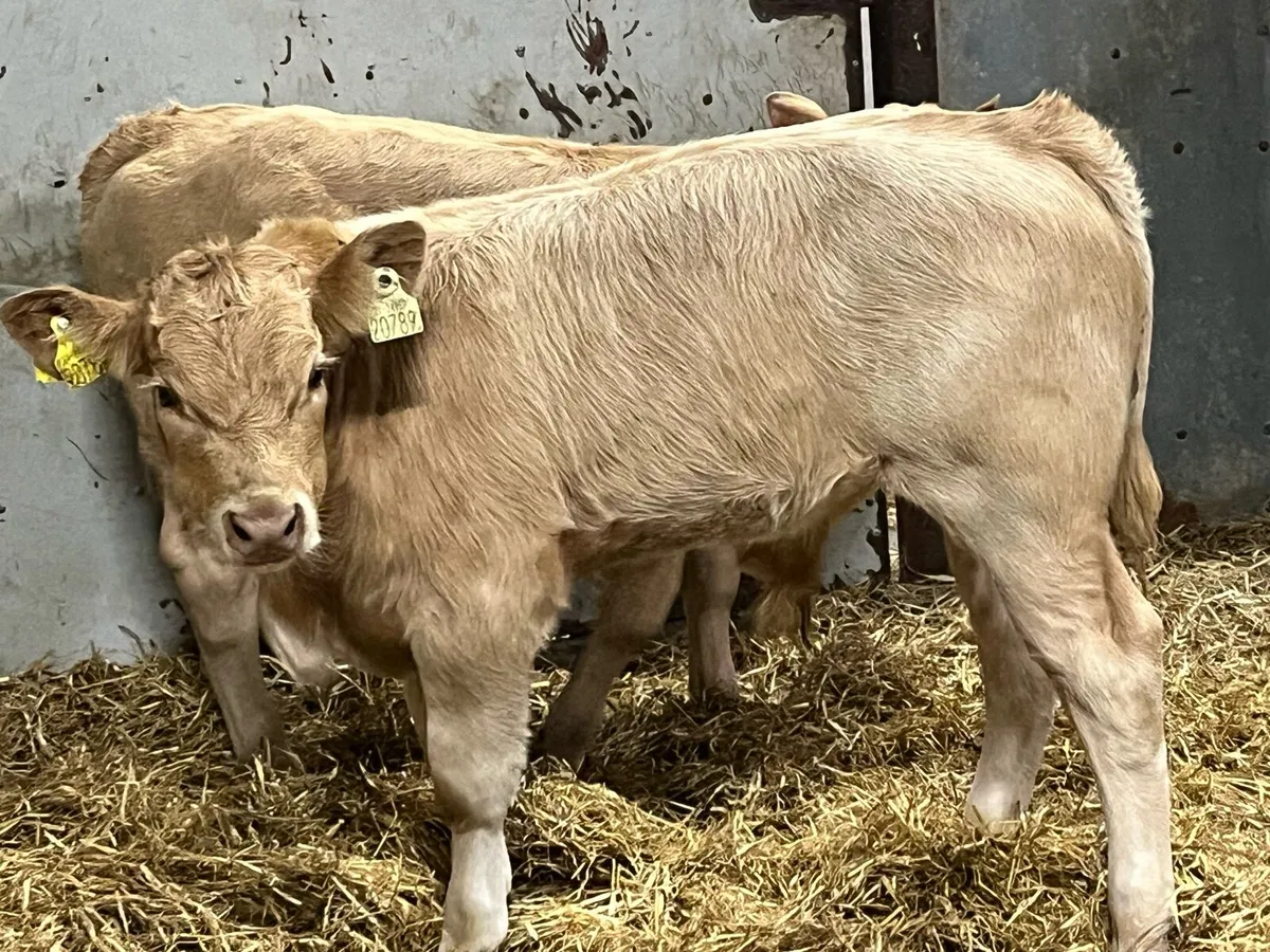 Super U Grade Suckler Bred Bull Runners - Image 4
