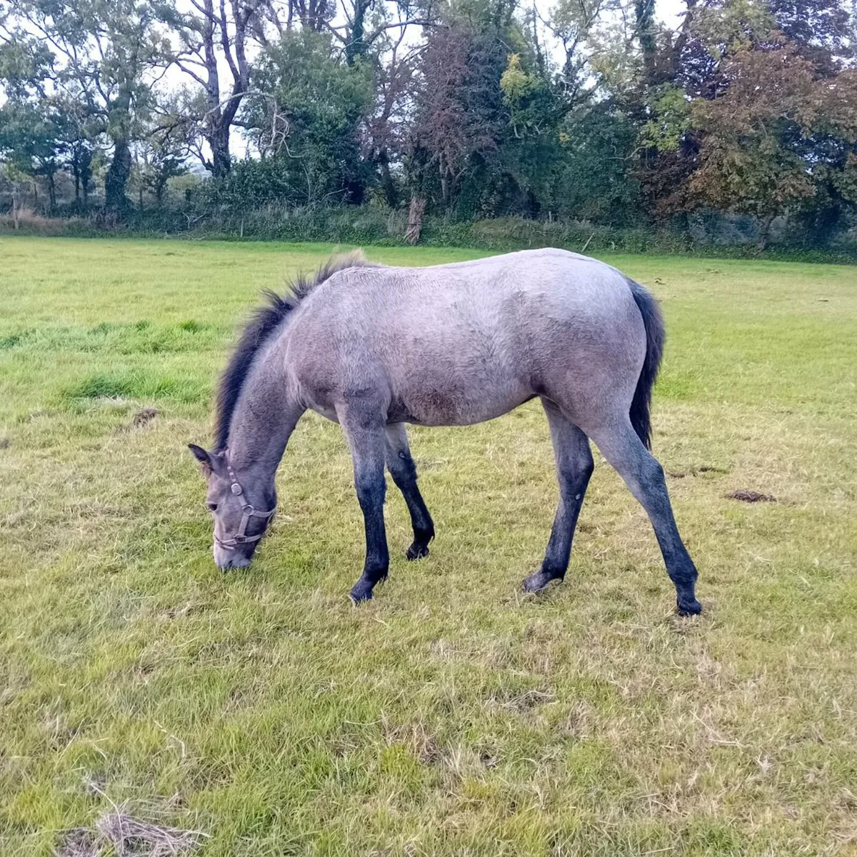 Connemara Filly Foal - Image 1