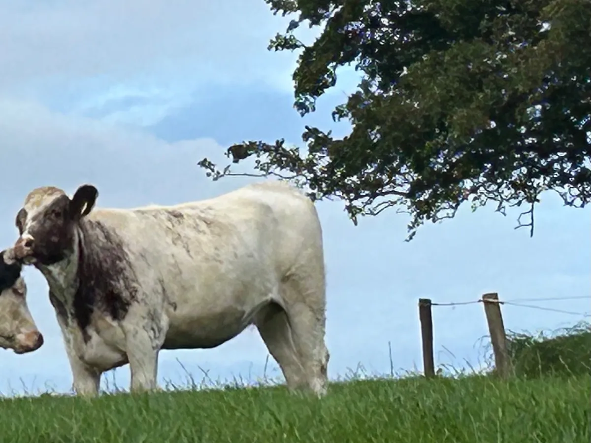Cattle - Image 1