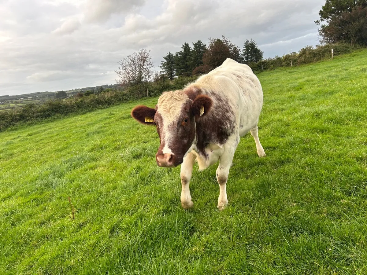 Cattle - Image 2