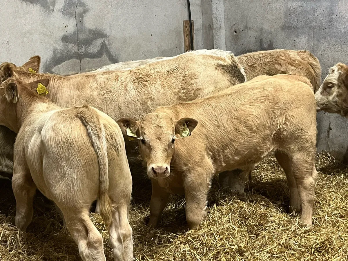 FRESH RUNNERS & WEANLINGS NOW IN!!! - Image 1