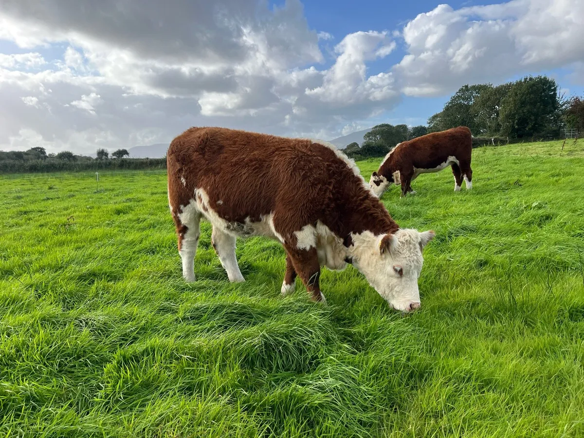 PBR Hereford heifers - Image 2