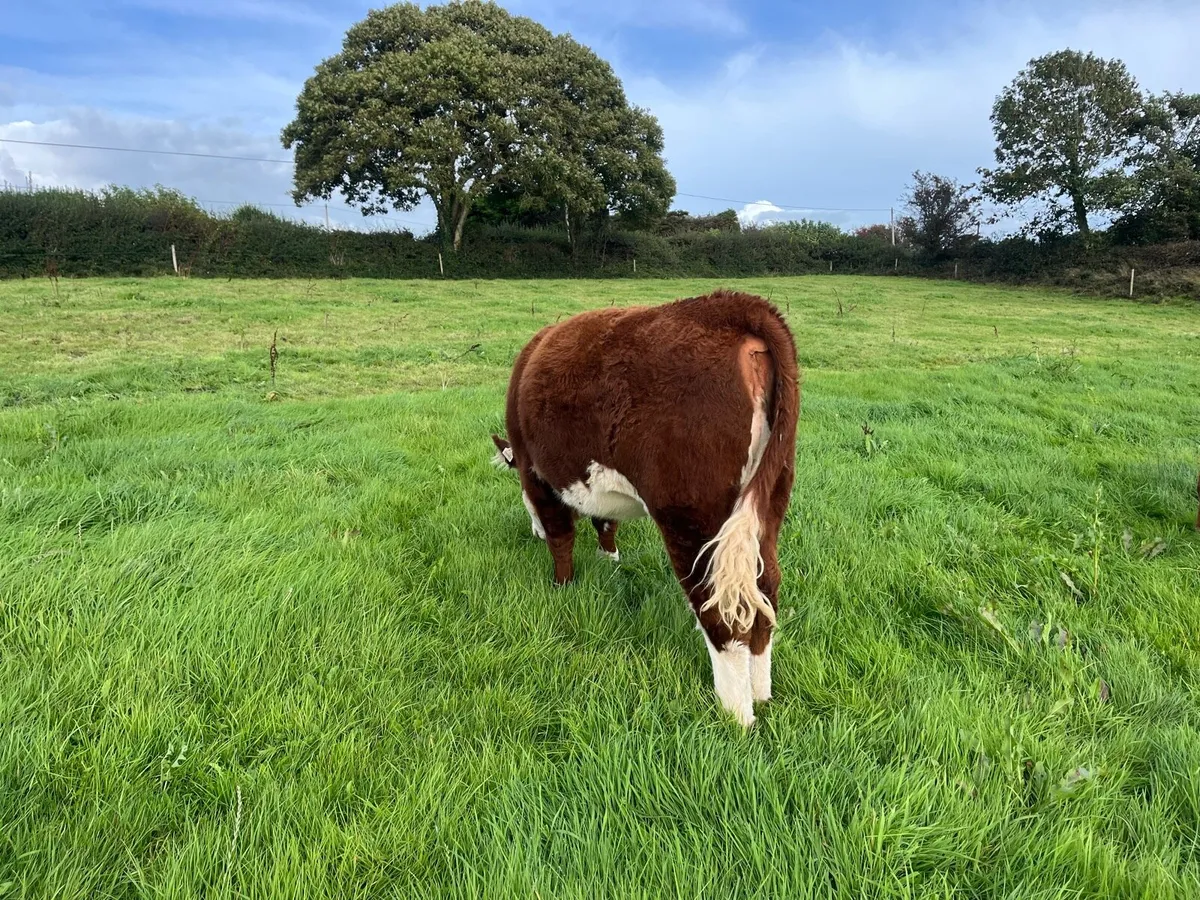 PBR Hereford heifers - Image 3
