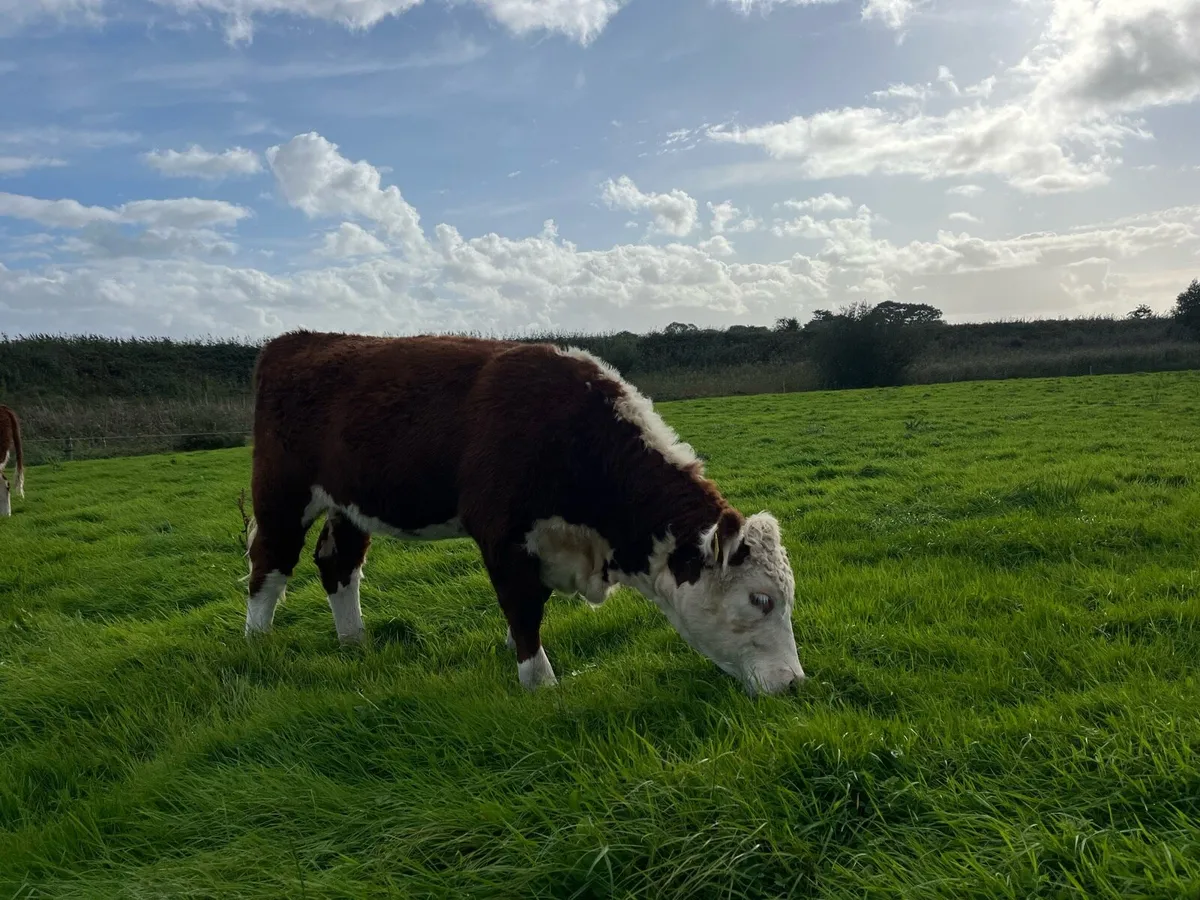 PBR Hereford heifers - Image 4