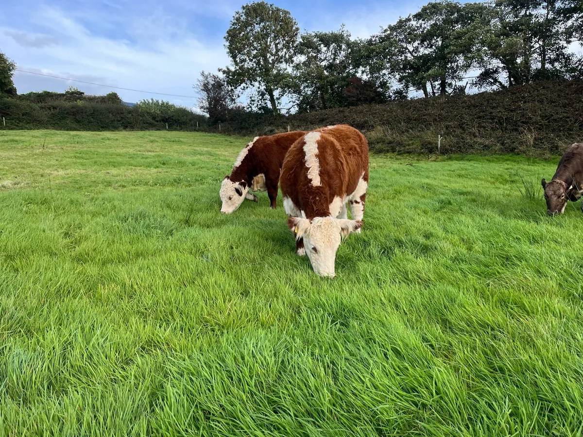 PBR Hereford heifers - Image 1