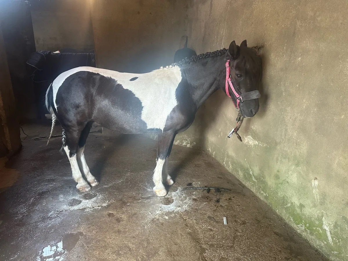 Pony - Image 2