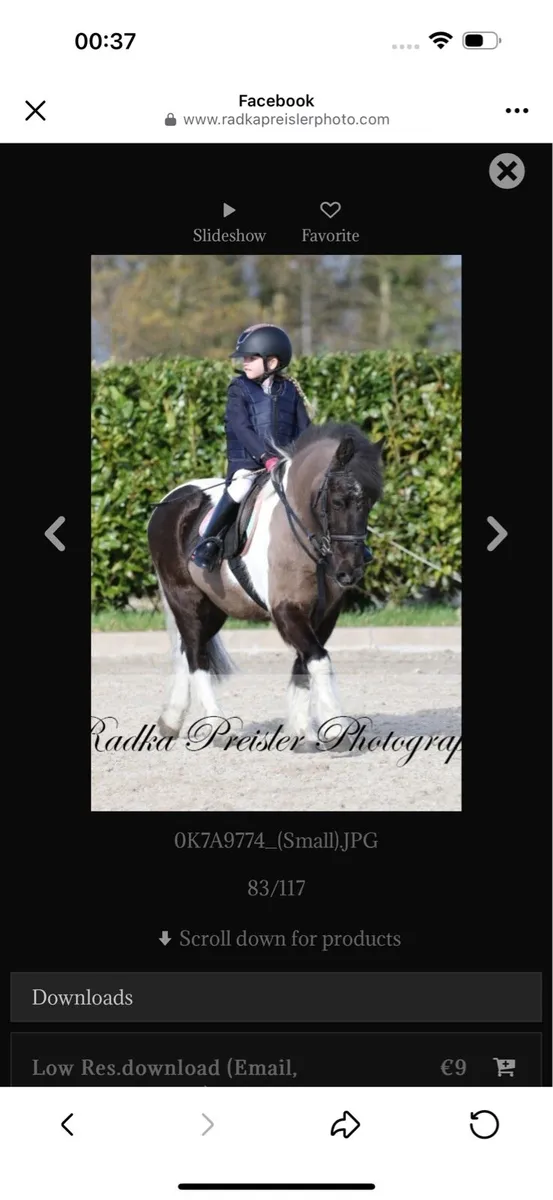 Pony - Image 3