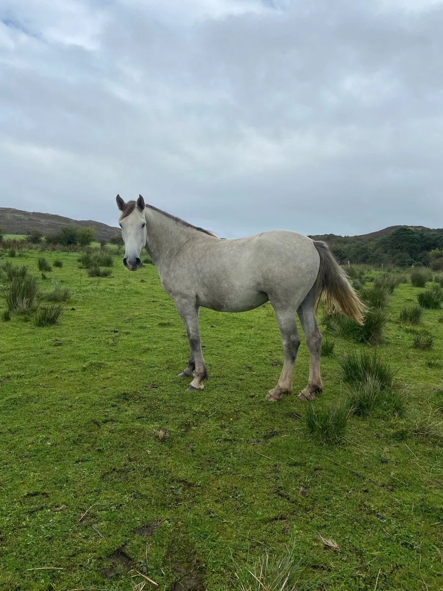 4year old full Irish Draught - Image 1