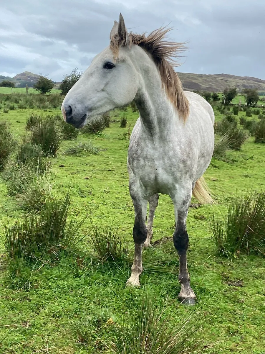 4year old full Irish Draught - Image 3