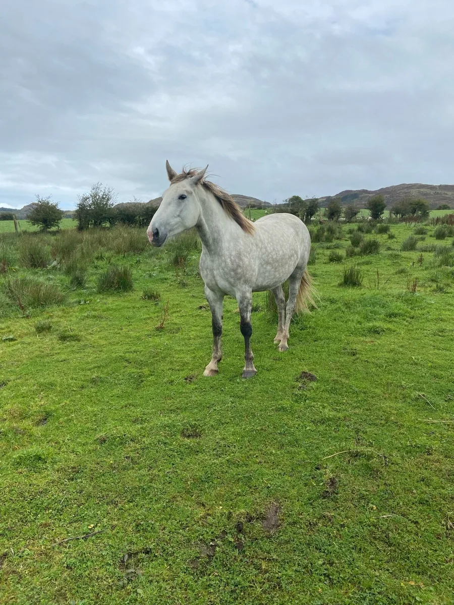 4year old full Irish Draught - Image 2