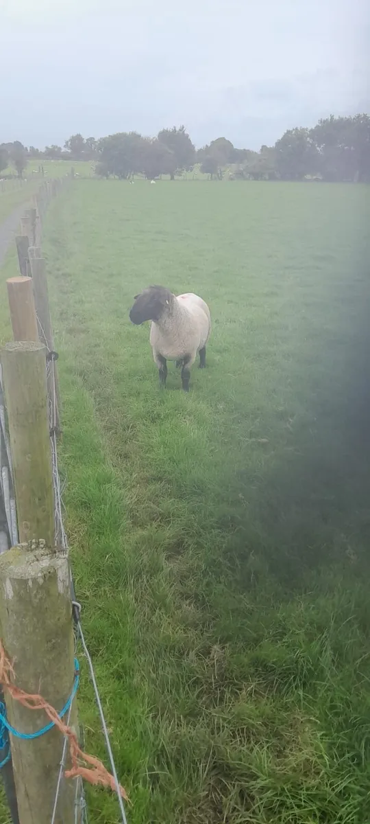 Suffolk Ram - Image 2